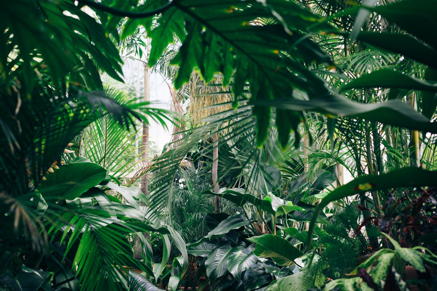 Junglequi Zipline Park business image