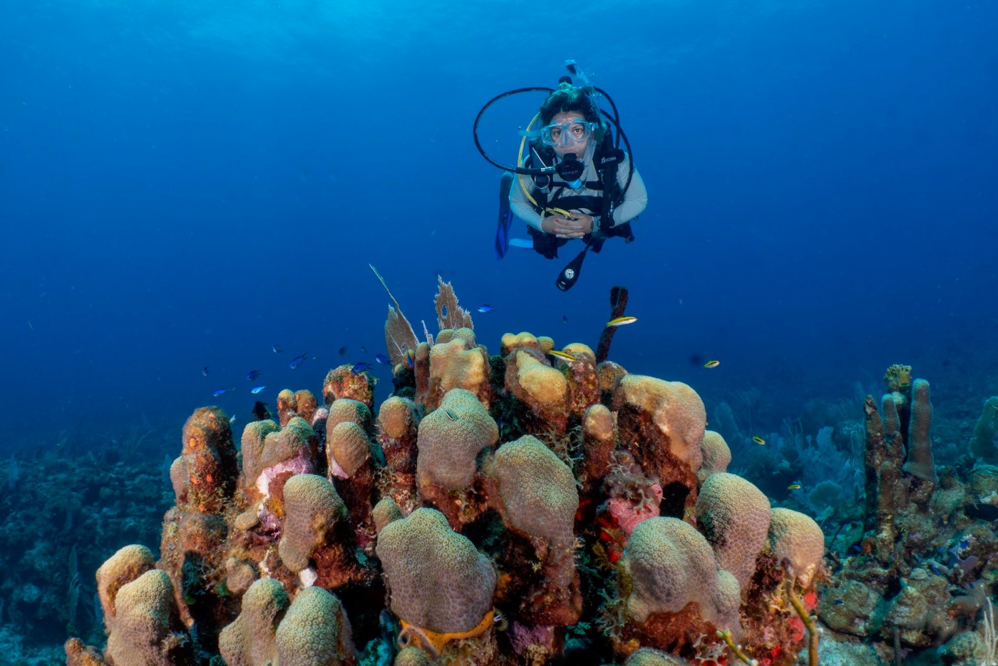Sea Ventures Dive and Snorkel business image