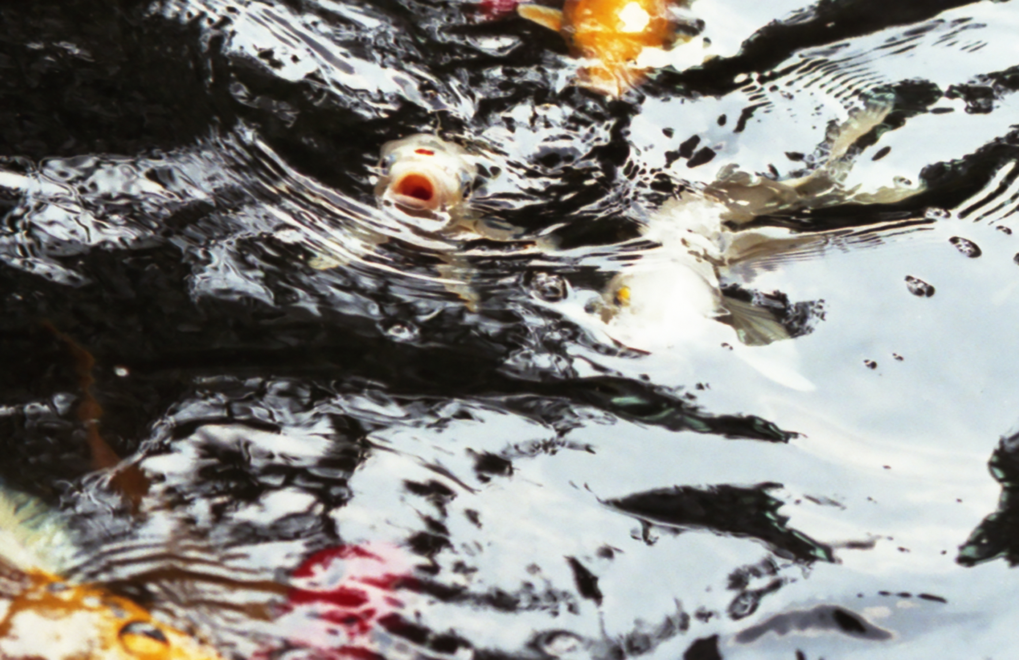 Koi fish swimming near the water surface with visible mouths and ripples.