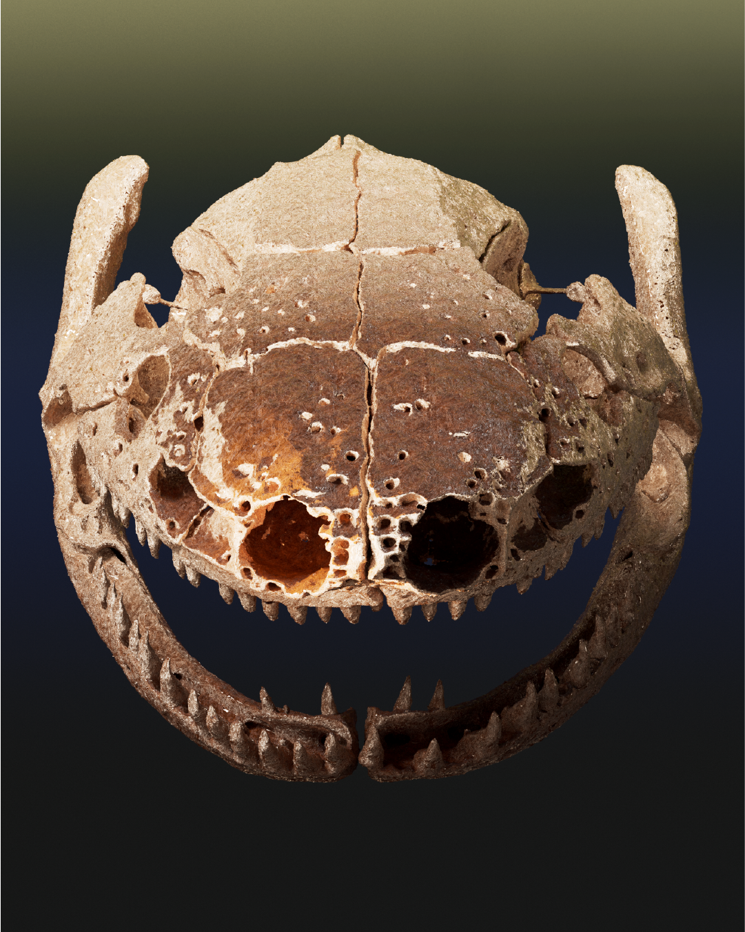 Front view of an ancient, weathered animal skull with visible teeth and large eye sockets on a gradient dark background.