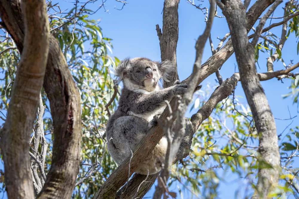 A koala sits comfortably on a tree branch surrounded by green leaves and a blue sky.