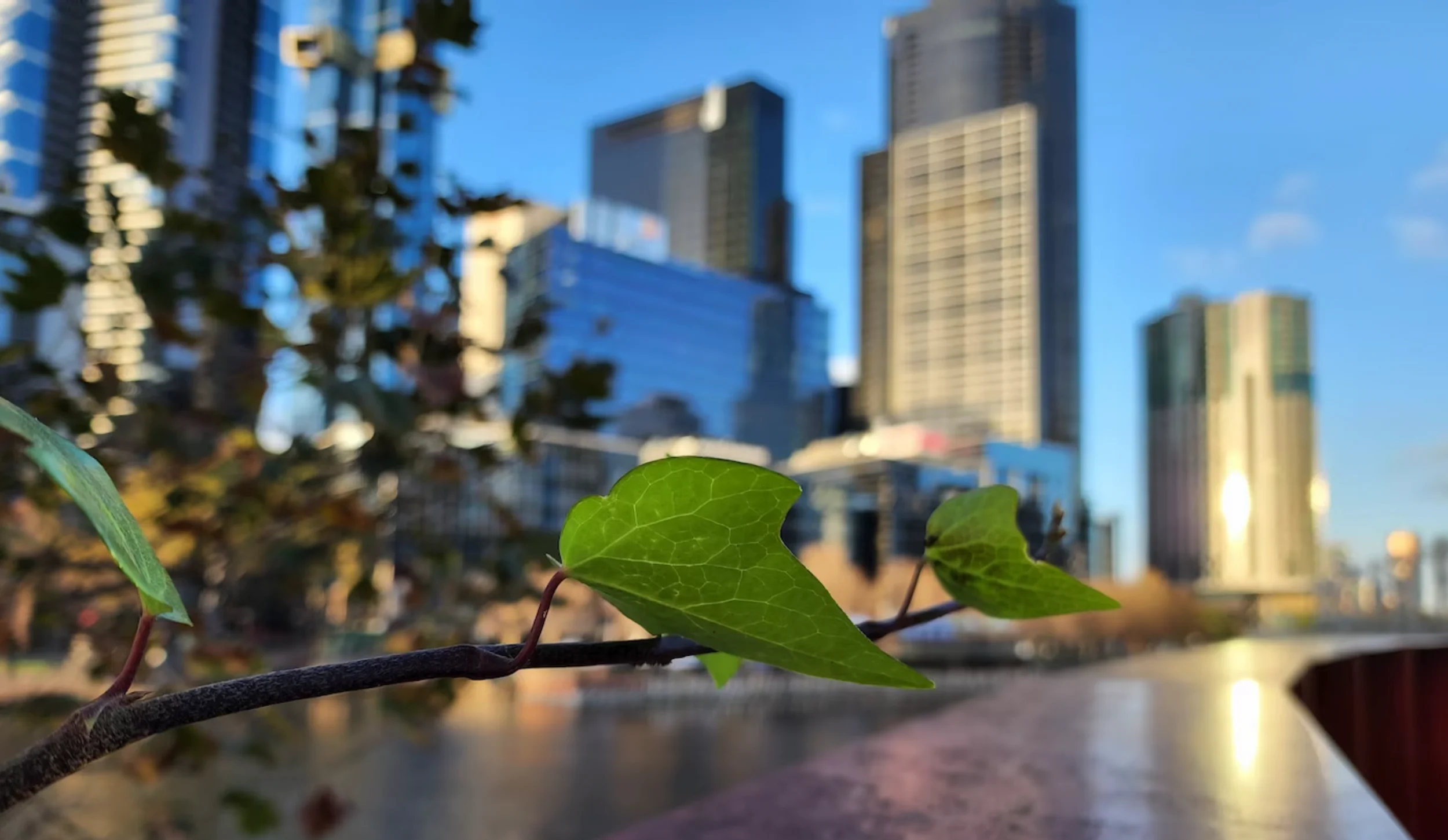 Close-up of green ivy leaves on a branch with blurred city skyscrapers and river in the background under a blue sky.