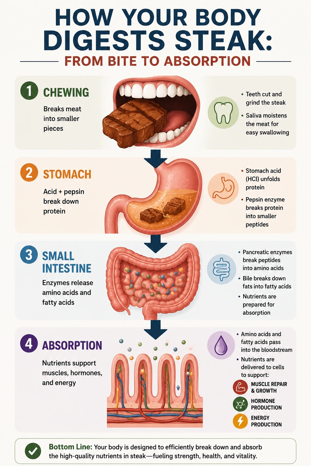 Is Steak Hard to Digest - How Digestion Works