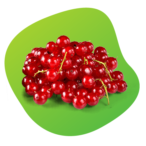 Ribizli