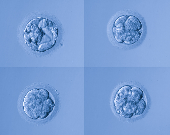 Can You Donate Your Eggs If You’re Donor Conceived?