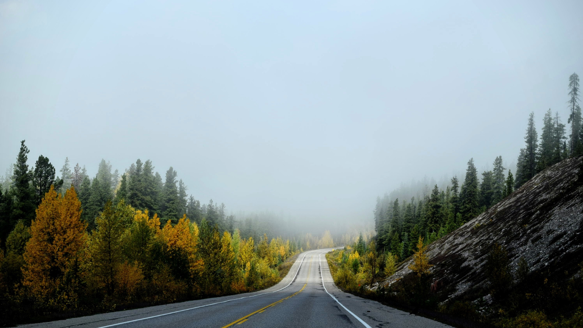 Road into forest