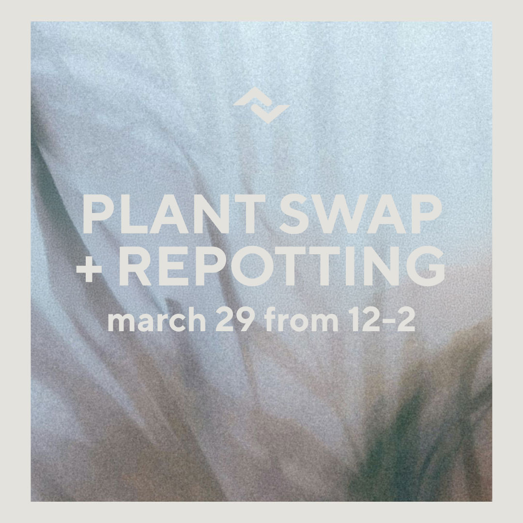 Plant Swap and Repotting | Grandview Campus