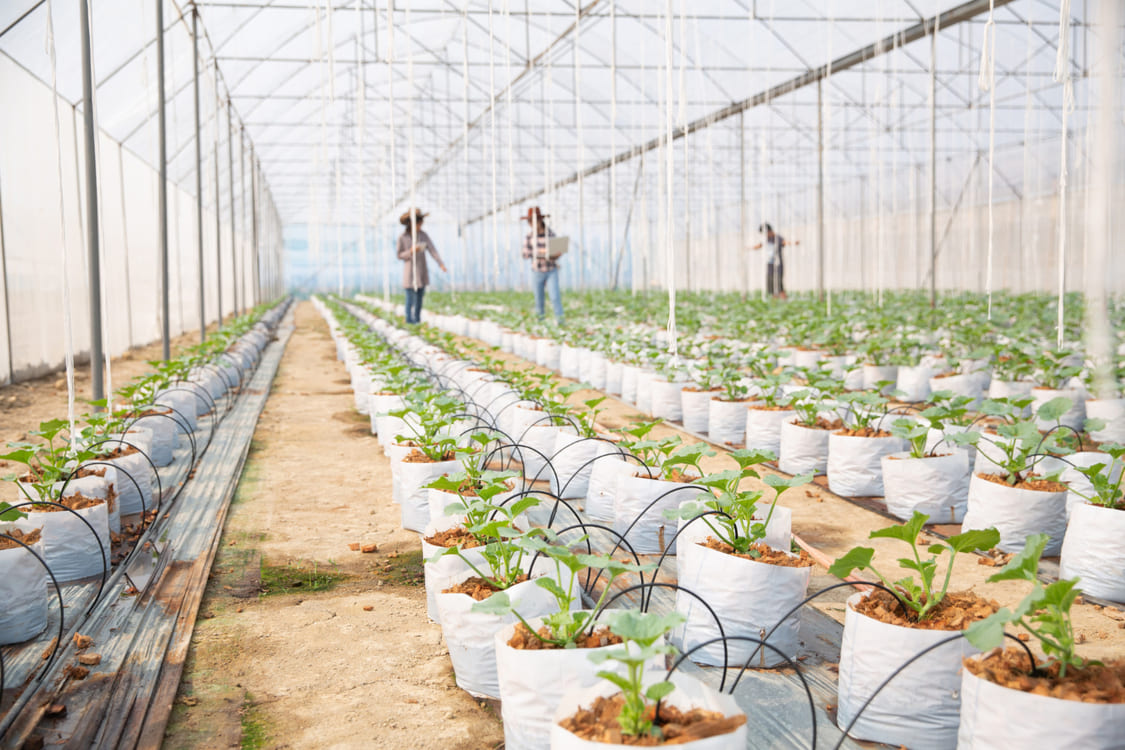 Commercial Irrigation System
