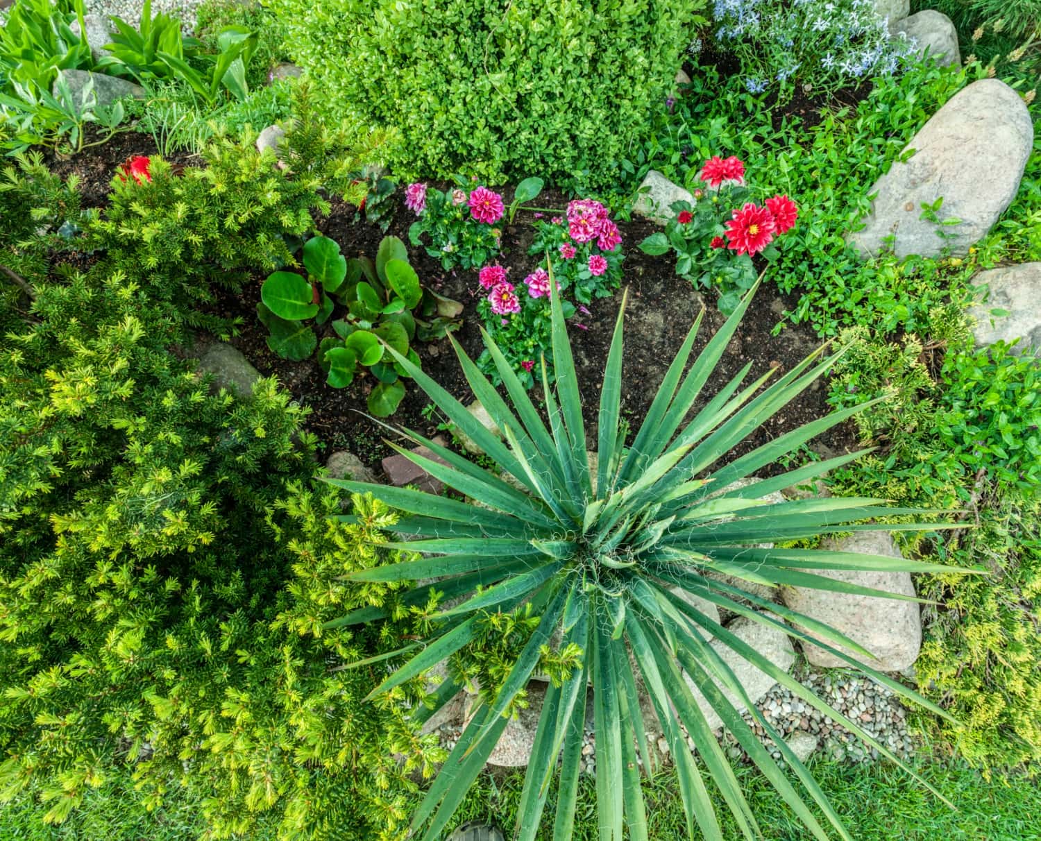 plants used for xeriscaping