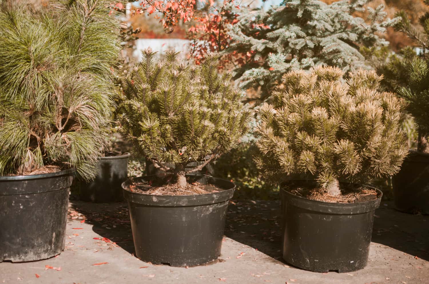 beautiful plants for landscaping services