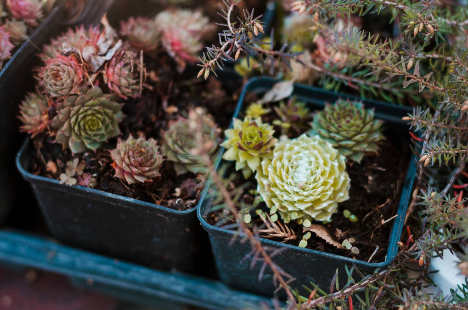 beautiful plants for landscaping services