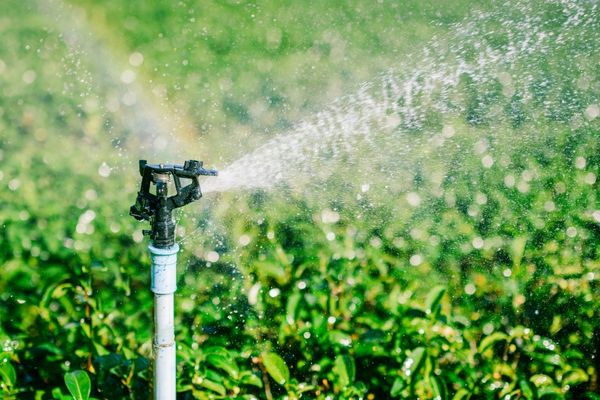 Field being watered using sprinkler irrigation