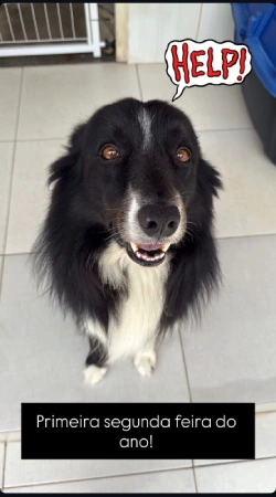 Cachorro da raça Border Collie olhando para a câmera em ambiente interno