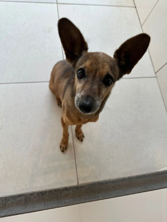 Cachorro pequeno de orelhas grandes olhando para cima em ambiente interno