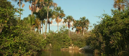 Vereda com curso de água cercado por buritis e vegetação do Cerrado