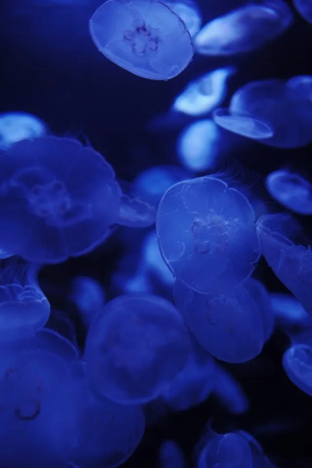 Blue jellyfish
