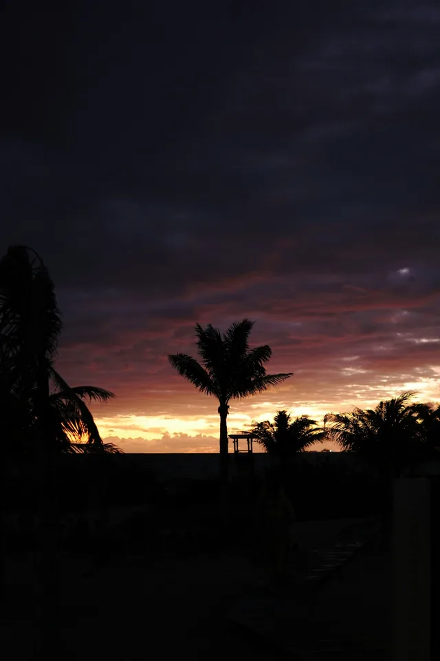 Palm trees at sunset
