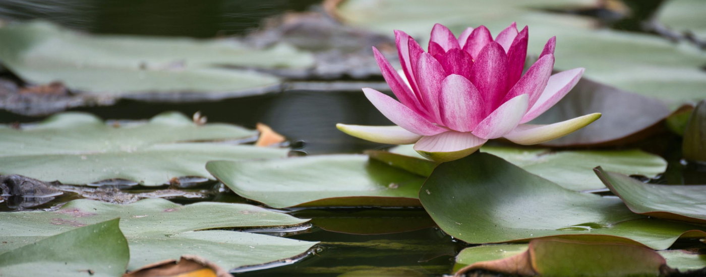 Global Environmental Markets Report - October 2025  