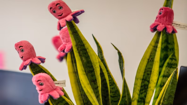 Octopus Energy's Customer Care