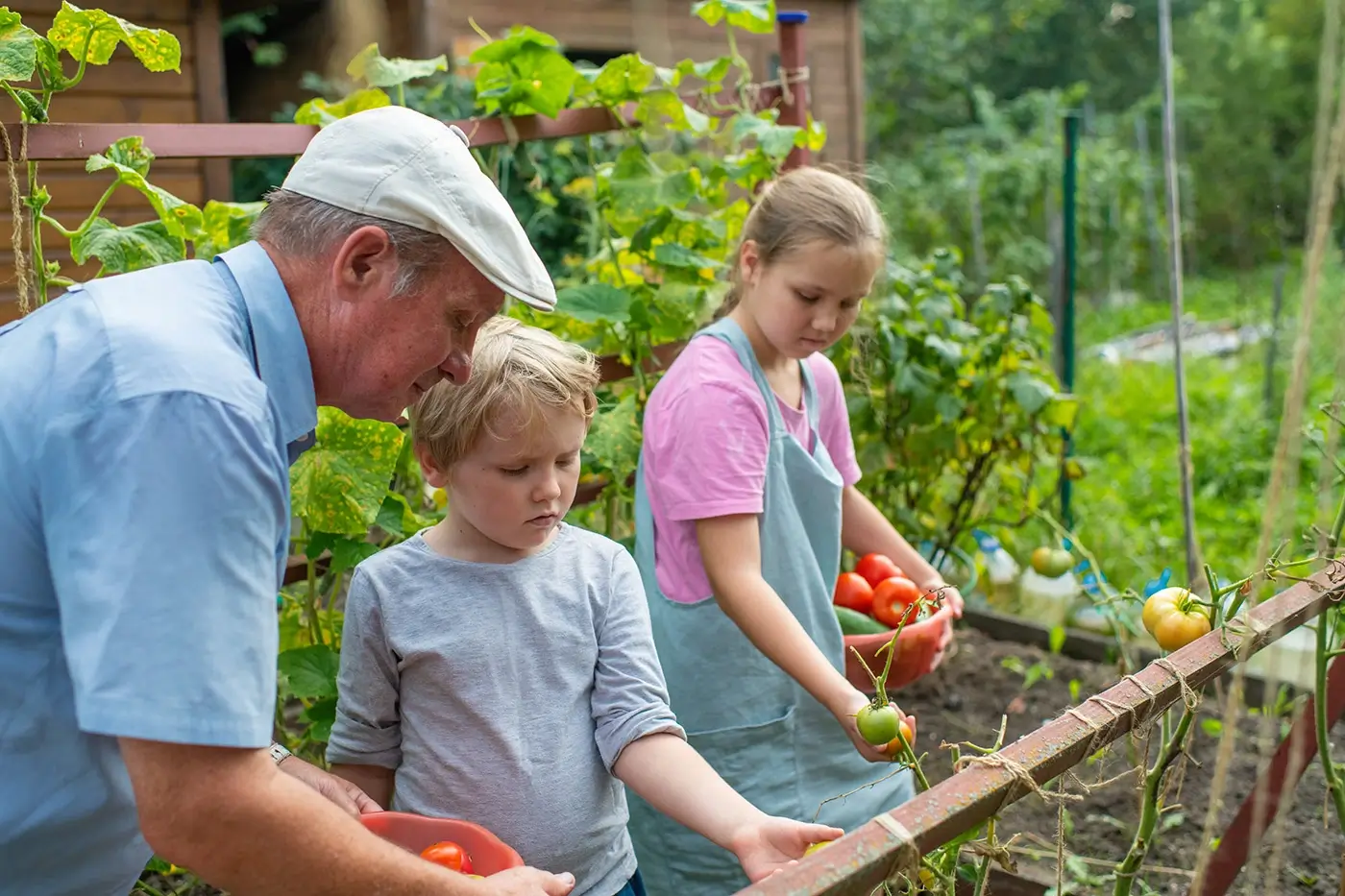 Children with grandfather gather organic tomatoes and cucumbers at a garden