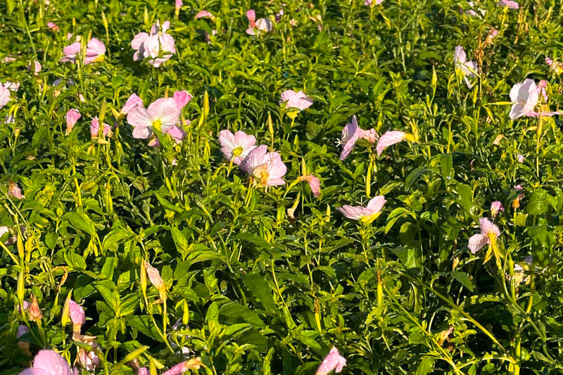 Pink Flowers are our nursery