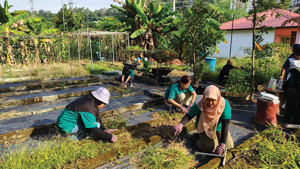 DIALOG staff volunteering to clean the edible garden of SK Bukit Lanjan