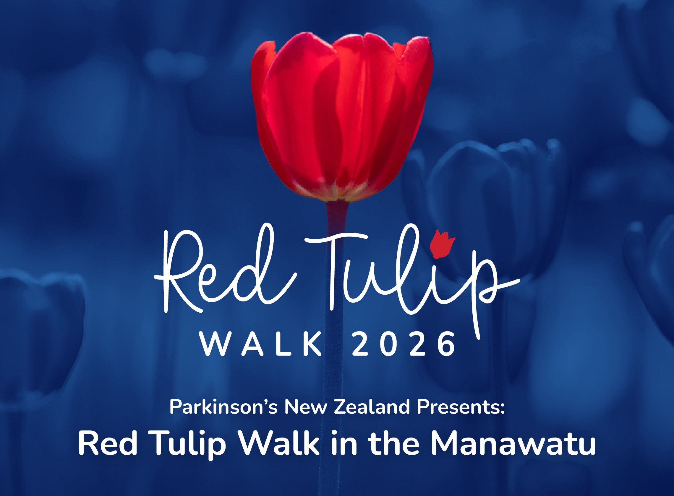 Red Tulip Walk in the Manawatu