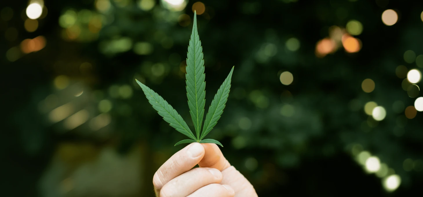 a hand holding a single cannabis plant leaf