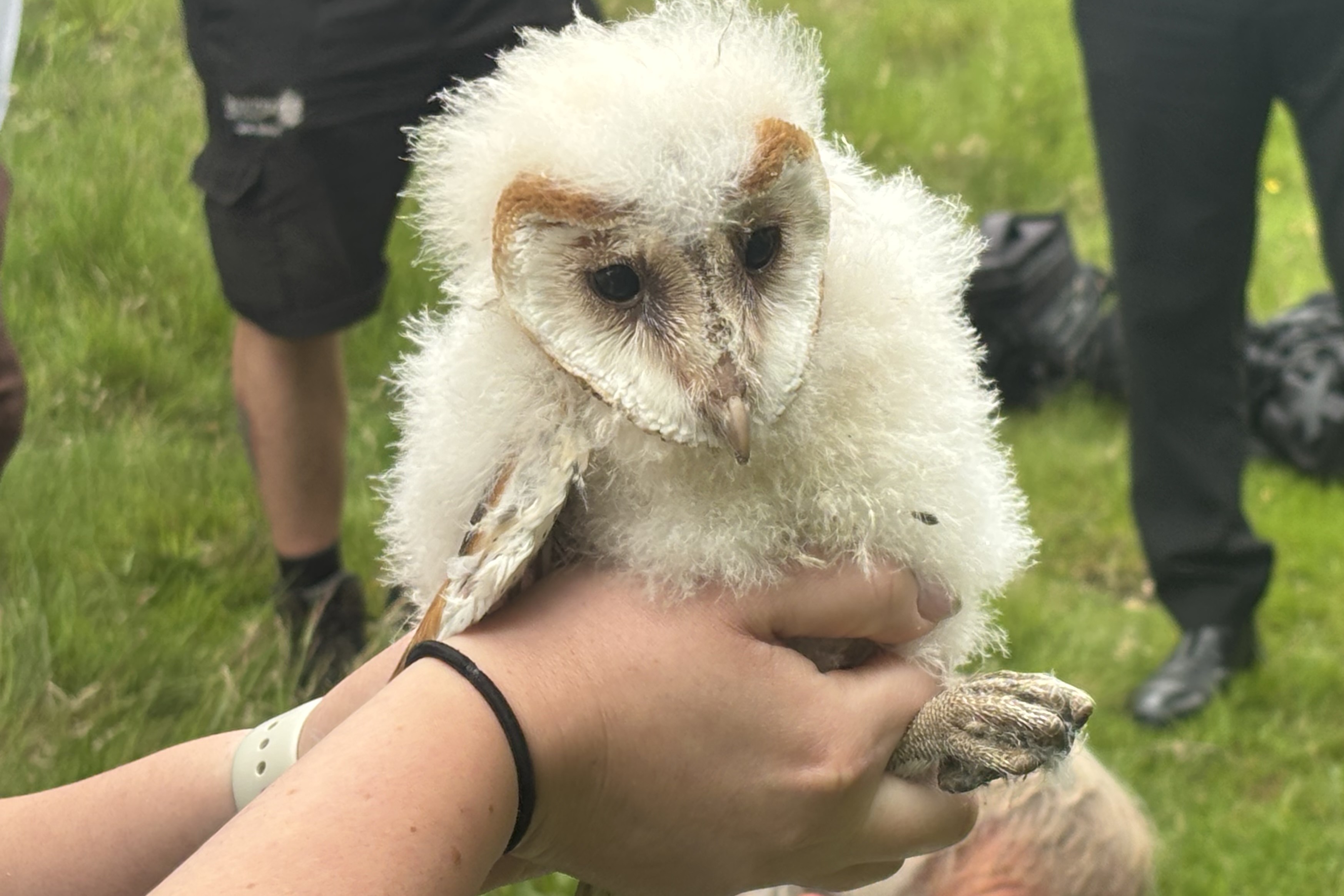 Barn Owl chick