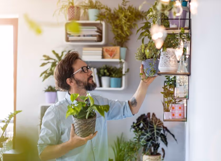 Benefícios das plantas em casa: como elas podem ajudar com a saúde
