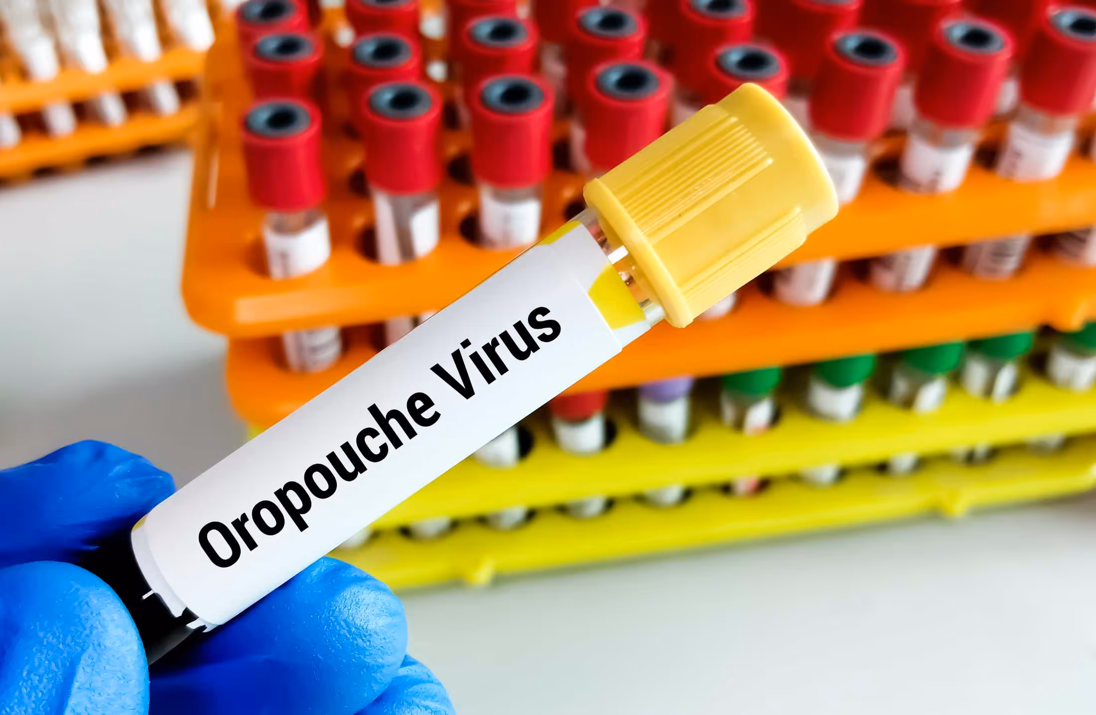 Febre Oropouche: como a doença se tornou uma preocupação no Brasil?