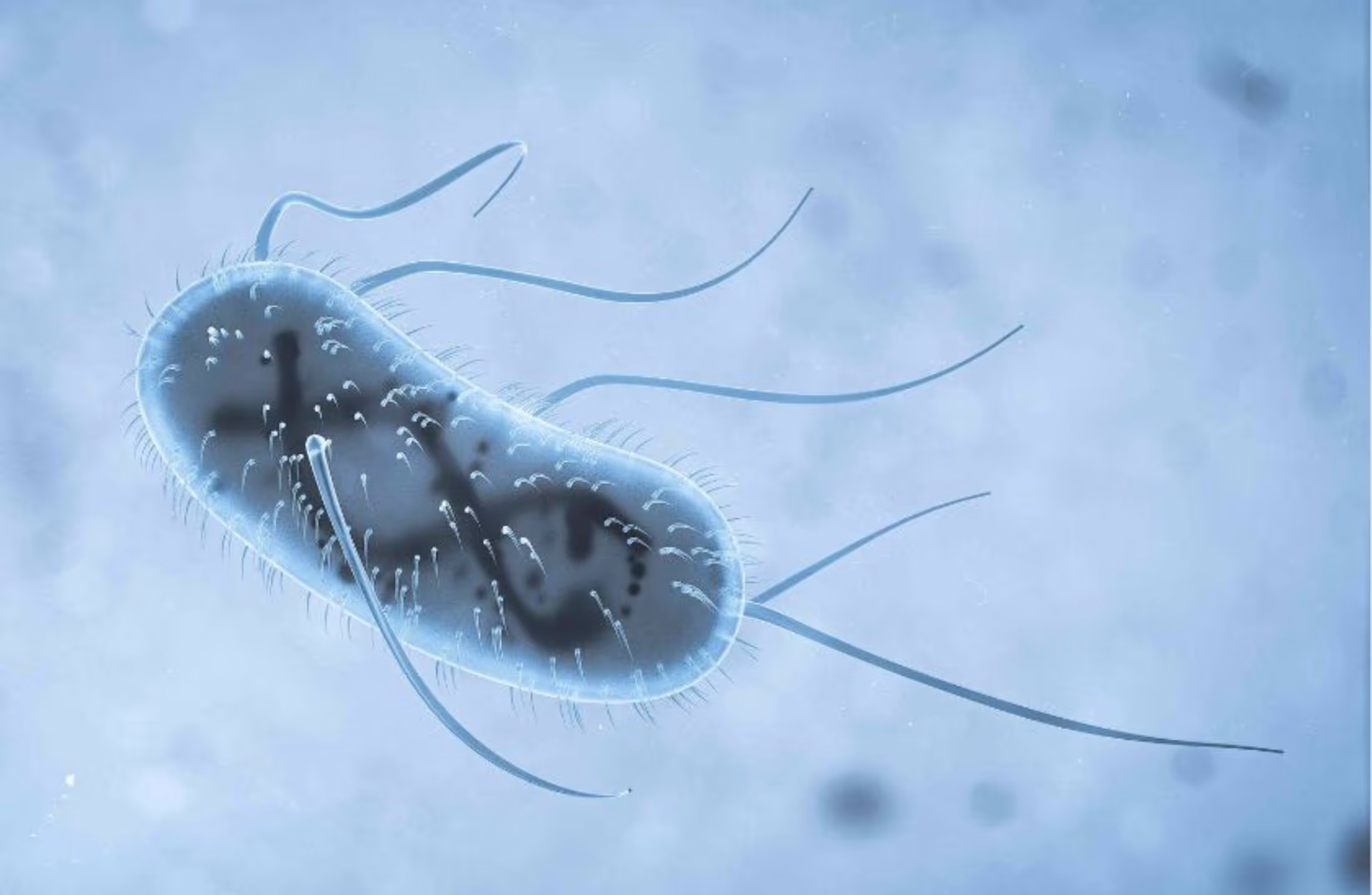 Bactérias intestinais: como afetam o humor, a imunidade e a resposta a medicamentos?