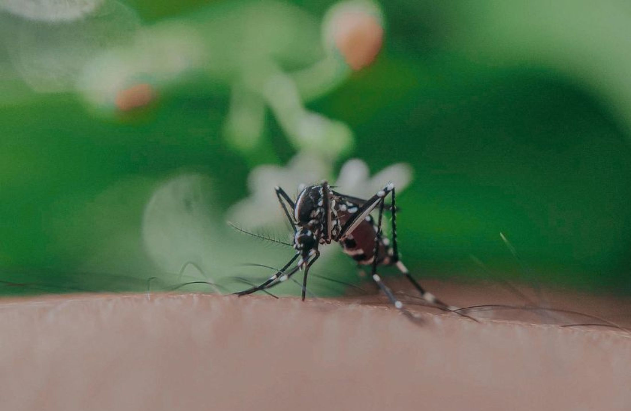 Dengue: do diagnóstico ao manejo clínico, o guia completo para profissionais e pacientes