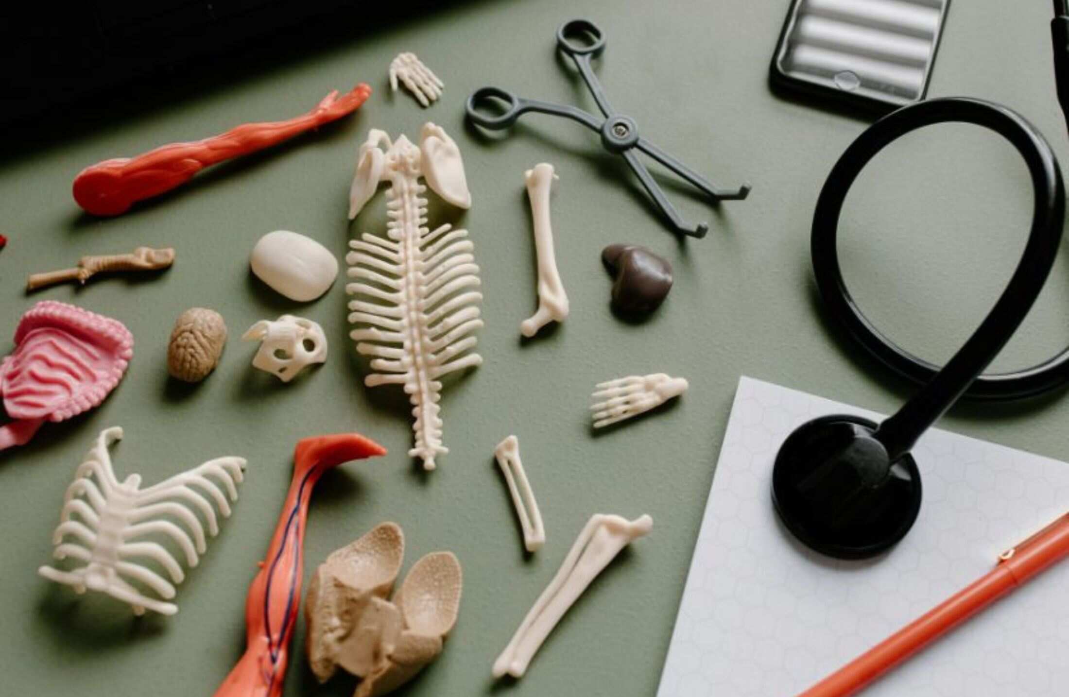 Fisiologia Humana: guia completo dos sistemas do corpo humano