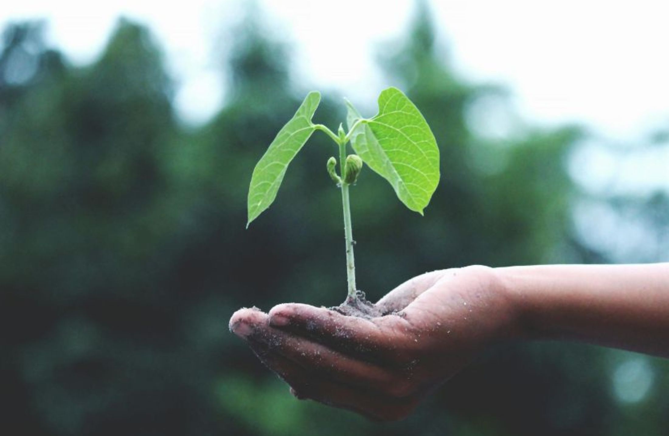 Ecologia para vestibular e Enem: guia completo com os temas que mais caem