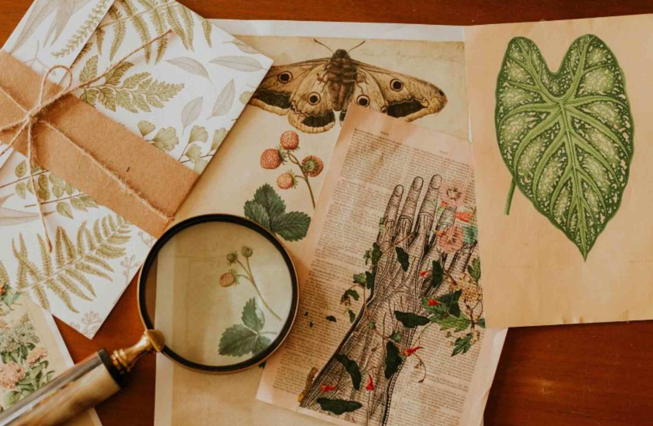 Classificação das plantas e ciclo de vida vegetal: guia completo de botânica