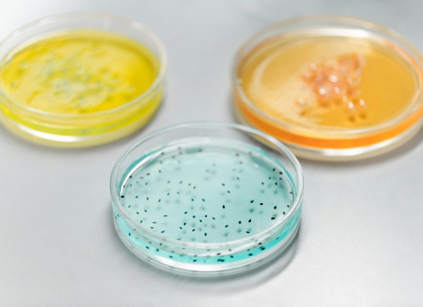 Qual a diferença entre bactérias, vírus e fungos? Guia completo de microbiologia