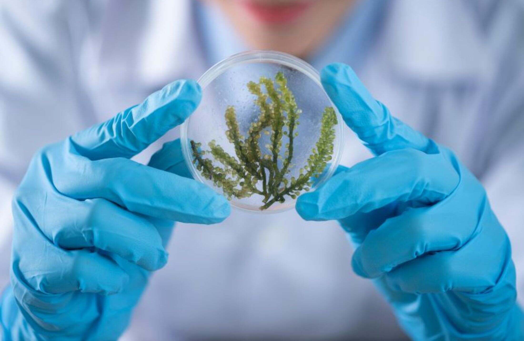 Bioenergética: entenda ATP, respiração celular, fotossíntese e fermentação