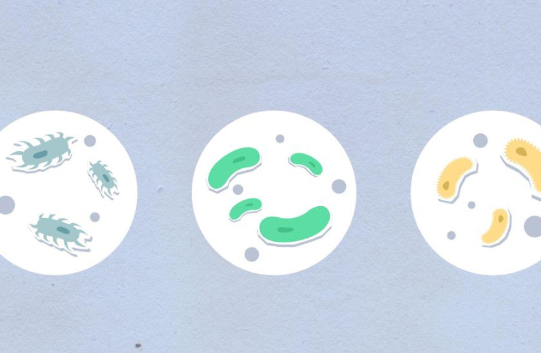 Ciclo de Krebs explicado: etapas, função e produção de ATP na bioenergética