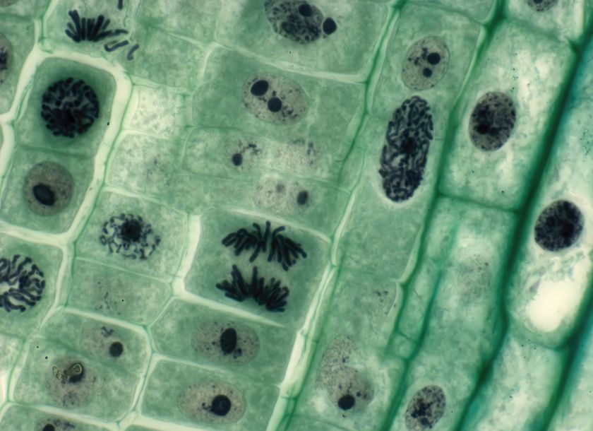 Célula Animal e Vegetal: Diferenças, Citologia e Organelas