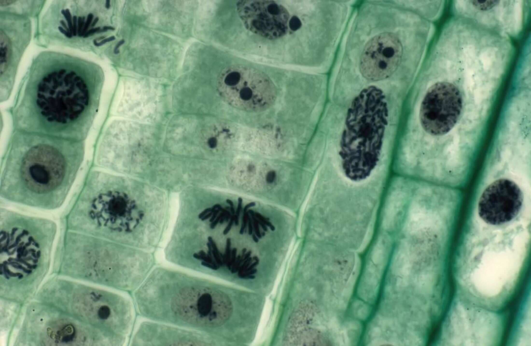 Célula Animal e Vegetal: Diferenças, Citologia e Organelas