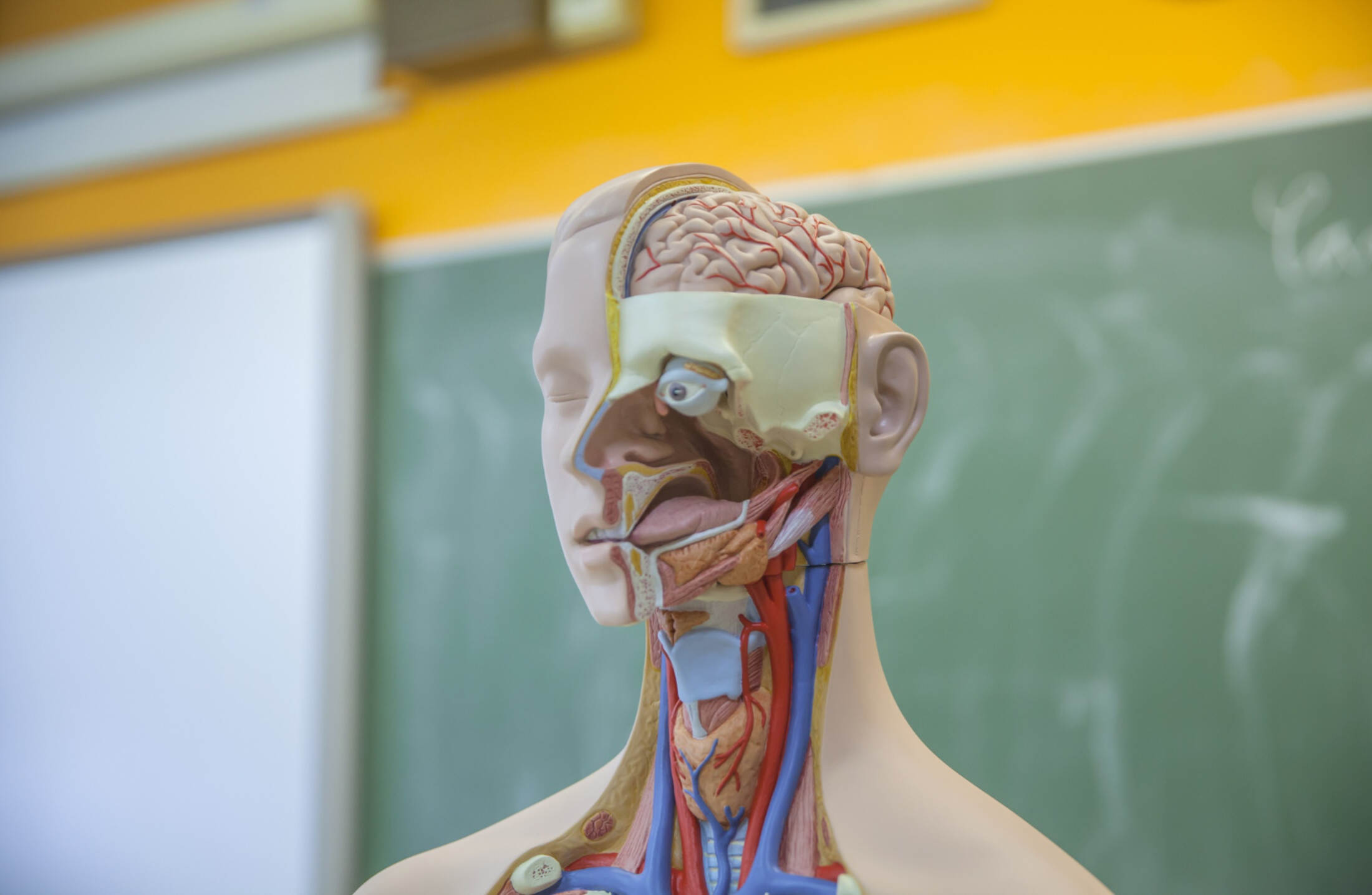 Anatomia 3D vs. Cadáver: o futuro do ensino médico na Afya