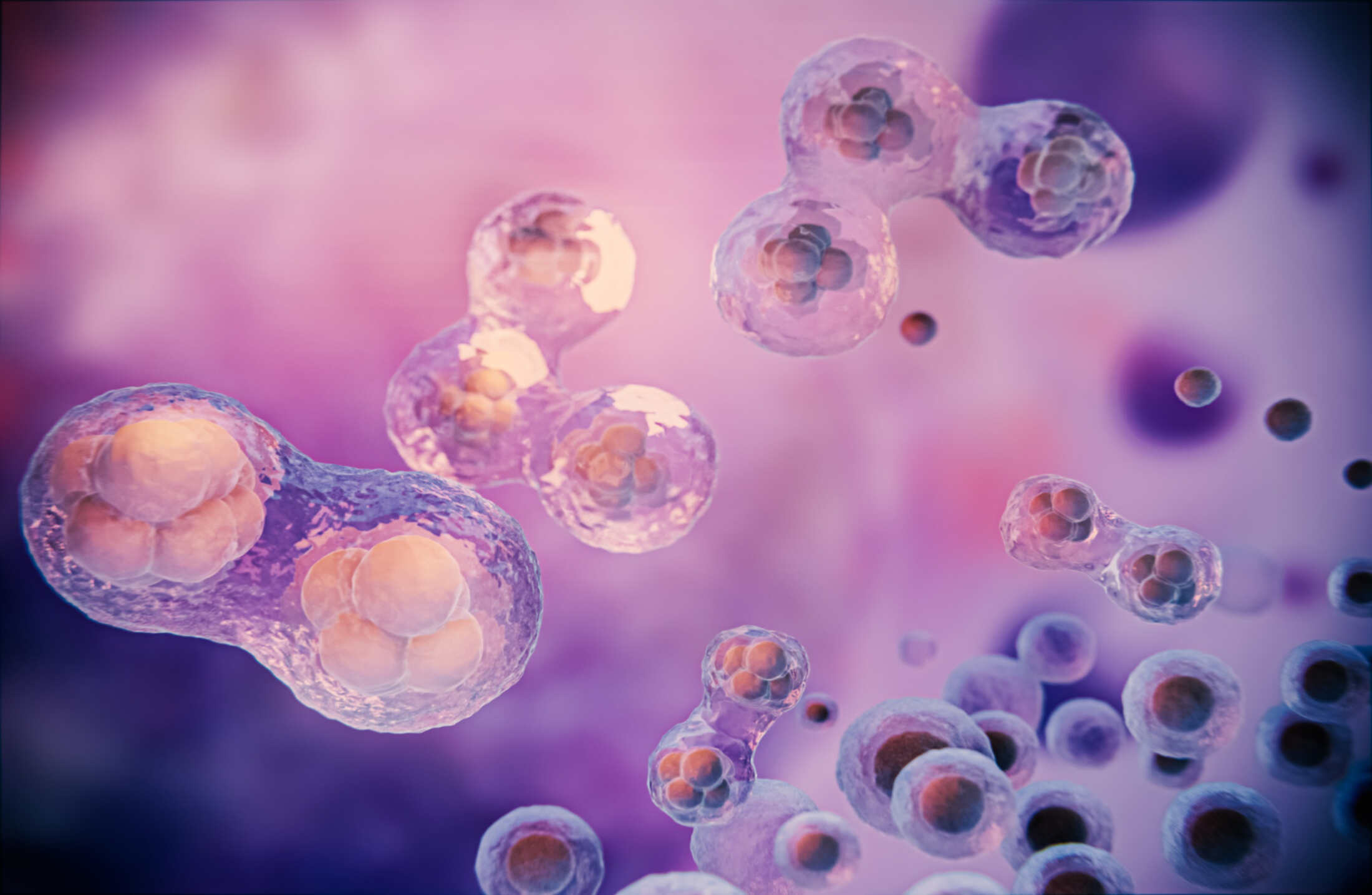Mitose e Meiose explicadas para fazer o vestibular
