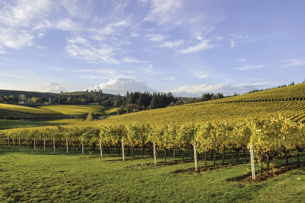 Grapes growing at a Willamette Valley vineyard