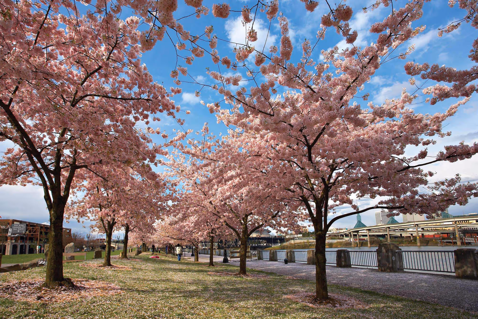Cherry trees bloom along Tom McCall Waterfront Park in Portland, Oregon