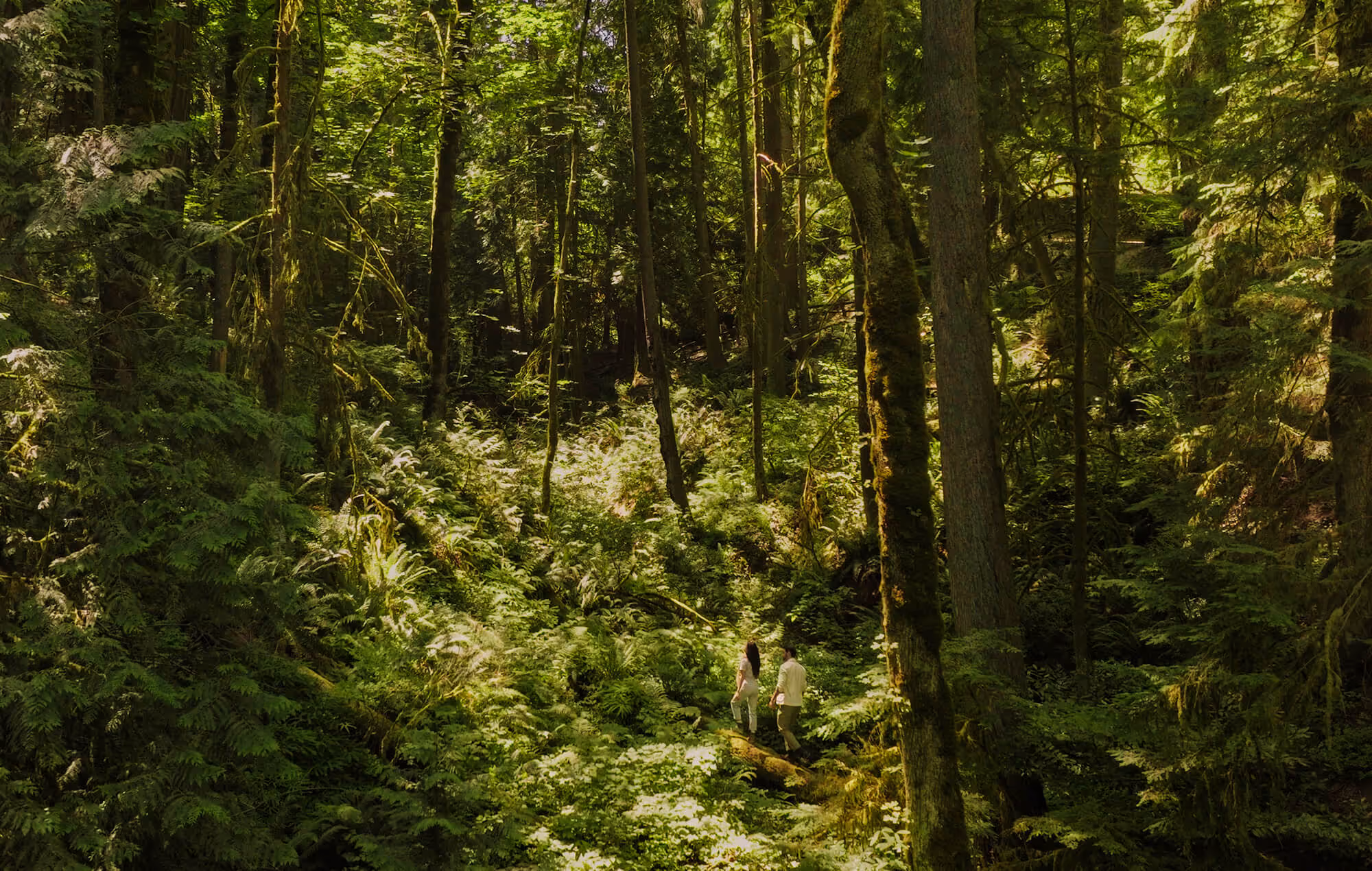 Dense green forest with sunlit ferns and two people hiking along a trail.