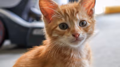 How Hope For Paws raises crucial funds & helps donors make plans for their pets