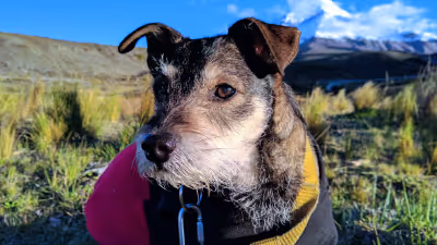 Wills and trusts: How Muttville Senior Dog Rescue secures legacy gifts in California