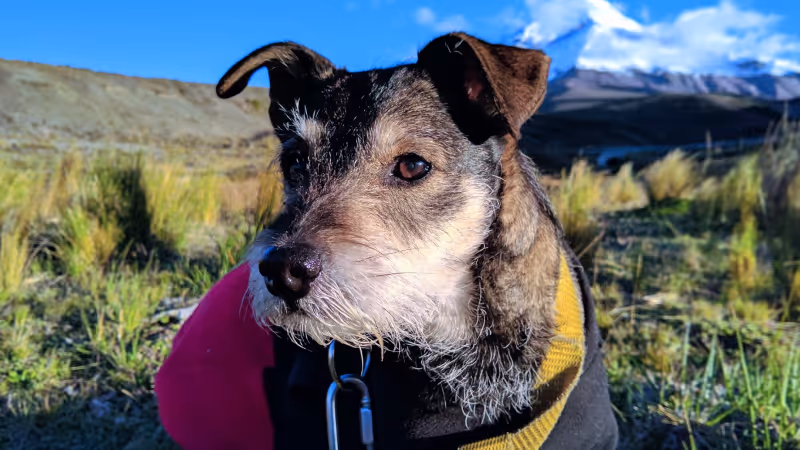 Wills and trusts: How Muttville Senior Dog Rescue secures legacy gifts in California