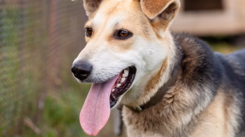 How NOCO Humane educates donors on planned and non-cash giving and raises funds for animals